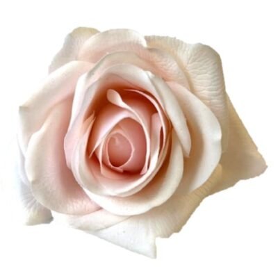 Flowers. Silk Foam Flower. Soft Melon Rose 4".