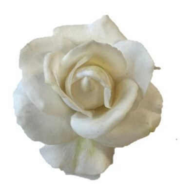 Flowers. Silk Foam Flower. White Rose 4".